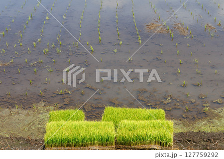 水田の苗 127759292