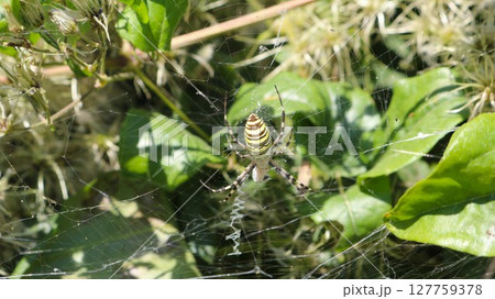 large spider with yellow stripes sitting in the center of a web on a garden plant on a sunny day close-up, arachnids of the southern hot climate in their natural habitat, harmless spider on a web large spider with yellow stripes sitting in the center of a web on a garden plant on a sunny day close-up, arachnids of the southern hot climate in their natural habitat, harmless spider on a web 127759378