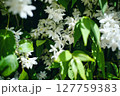 白い花 127759383