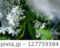 白い花 127759384