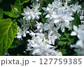白い花 127759385