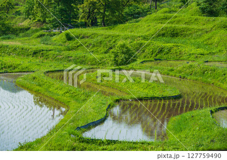 【姨捨の棚田】田植えの終わった水田【千曲市】 【姨捨の棚田】田植えの終わった水田【千曲市】 127759490