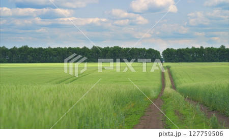 A serene landscape with vast fields and a charming pathway under a beautiful cloudy sky A serene landscape with vast fields and a charming pathway under a beautiful cloudy sky 127759506