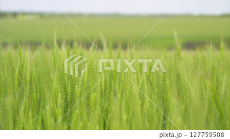Lush, sprawling Green Fields Captured in Beautiful and Vibrant Frames of Nature 127759508
