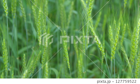 Lush Green Grass Flourishing in a Vibrant and Picturesque Field Under the Bright Sun Lush Green Grass Flourishing in a Vibrant and Picturesque Field Under the Bright Sun 127759522