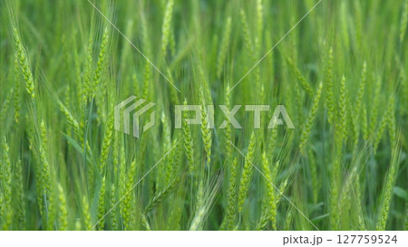The Vibrant Green Wheat Fields Are in Full Growth and Are Truly a Scenic Wonder to Observe 127759524
