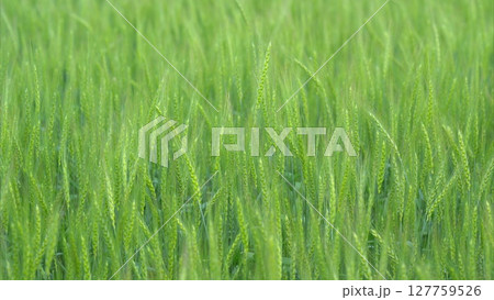 A Lush Green Grass Field Bathed in Bright Sunlight Radiates Natural Beauty and Vibrancy 127759526