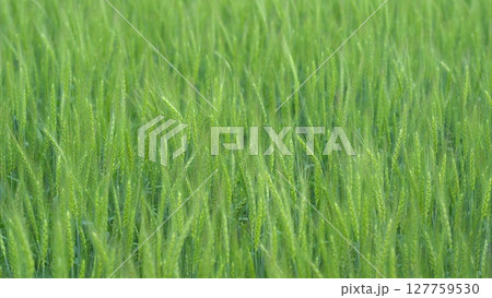 Expansive Lush Green Wheat Field Beautifully Illuminated Under the Bright Sunlight Expansive Lush Green Wheat Field Beautifully Illuminated Under the Bright Sunlight 127759530