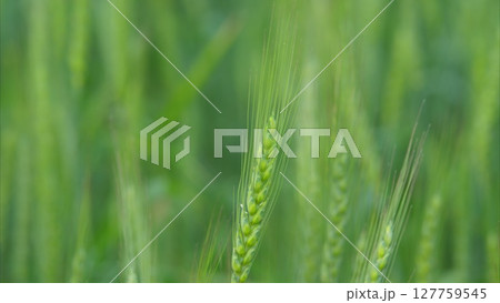 Lush and Verdant Green Wheat Fields in Their Early Growth Stage, Invigorating the Landscape Lush and Verdant Green Wheat Fields in Their Early Growth Stage, Invigorating the Landscape 127759545