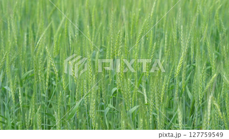 A beautiful, lush green wheat field has been observed during its vital growth stage A beautiful, lush green wheat field has been observed during its vital growth stage 127759549