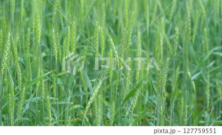 A Beautiful Lush Green Wheat Field CloseUp Observed During Its Early Growth Stage A Beautiful Lush Green Wheat Field CloseUp Observed During Its Early Growth Stage 127759551