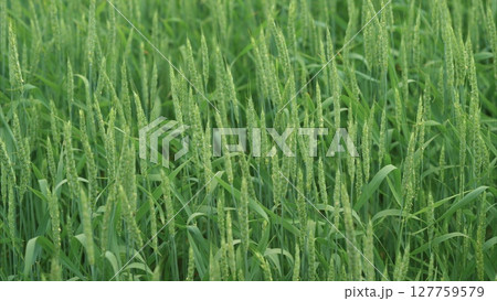 A beautiful and lush green wheat field currently in its growth stage, flourishing beautifully 127759579