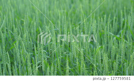 A vibrant and lush green wheat field adorned with sparkling dew drops in the morning light 127759581