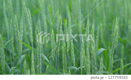A Vibrant and Lush Green Wheat Field Adorned with Sparkling Dewdrops in the Morning Light A Vibrant and Lush Green Wheat Field Adorned with Sparkling Dewdrops in the Morning Light 127759583