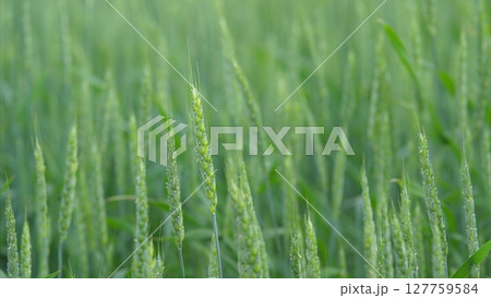 A Beautiful, Lush Green Field of Grass That Is Gently Swaying in a Refreshing Breeze 127759584