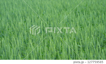 Lush Green Rice Field in the Growing Stage, Vibrantly Alive with Natures Beauty and Growth 127759585
