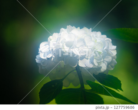 木漏れ日に咲く白い紫陽花 127759686