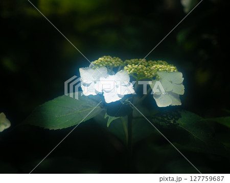 木漏れ日に咲く白い紫陽花 127759687