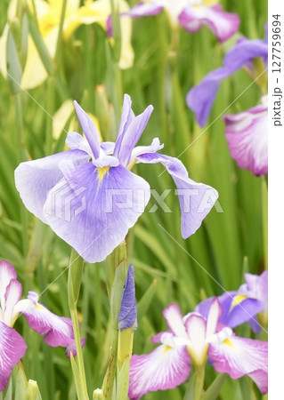 美しく咲くカラフルな花菖蒲 たくさん 美しく咲くカラフルな花菖蒲 たくさん 127759694