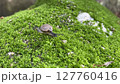 Small Snail Crawling on Lush Green Moss in Nature  127760416