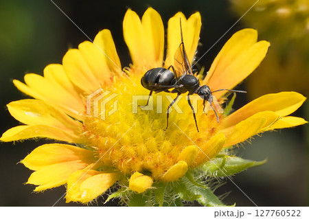 黄色い花を歩くアリ 127760522