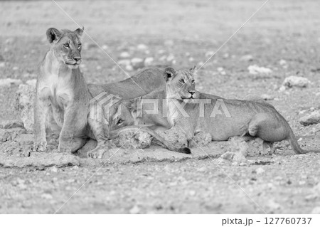 lions in kgalagadi national parks 127760737