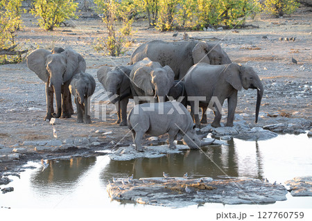 rhino and elephant at Etosha National Park, Namibia 127760759