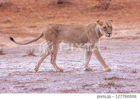 lioness in kgalagadi national park lioness in kgalagadi national park 127760806