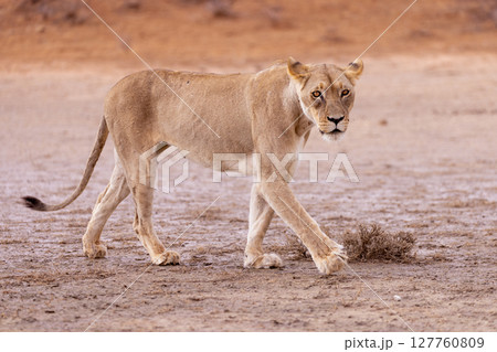 lioness in kgalagadi national park lioness in kgalagadi national park 127760809