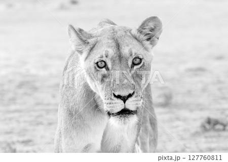 lioness in kgalagadi national park 127760811