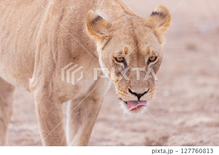 lioness in kgalagadi national park 127760813