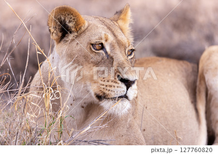 lioness in kgalagadi national park lioness in kgalagadi national park 127760820