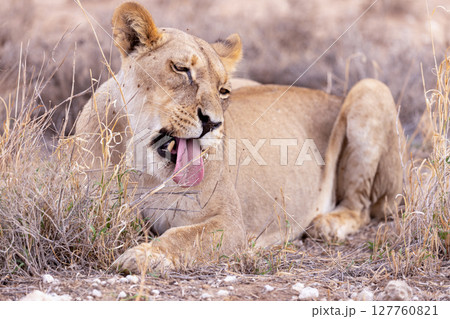 lioness in kgalagadi national park lioness in kgalagadi national park 127760821