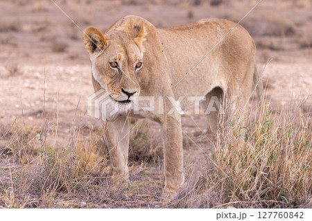 lioness in kgalagadi national park 127760842