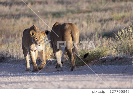 Lioness in Kgalagadi National Park Lioness in Kgalagadi National Park 127760845
