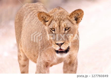 lioness in kgalagadi national park 127760849