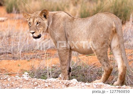 lioness in kgalagadi national park 127760850