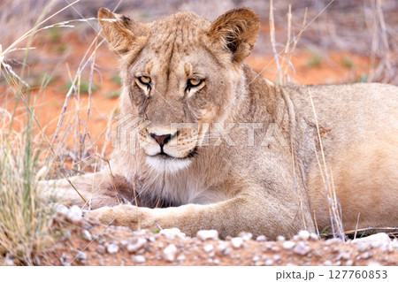 lioness in kgalagadi national park lioness in kgalagadi national park 127760853
