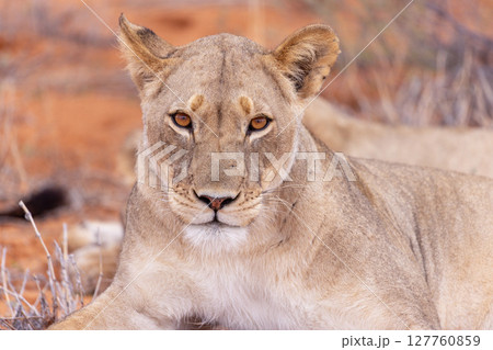 lioness in kgalagadi national park lioness in kgalagadi national park 127760859