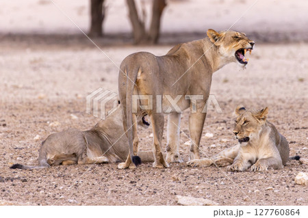 lions in kgalagadi national parks 127760864