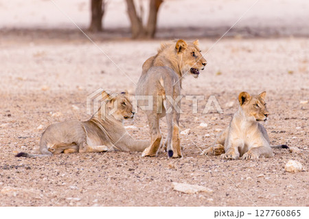 lions in kgalagadi national parks 127760865