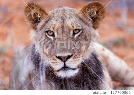 lions in kgalagadi national parks 127760866