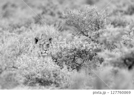 lion in etosha national park 127760869