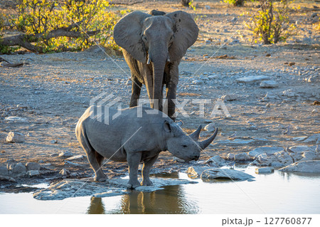 rhino and elephant at Etosha National Park, Namibia rhino and elephant at Etosha National Park, Namibia 127760877