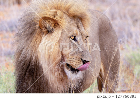 lion in kgalagadi national park lion in kgalagadi national park 127760893