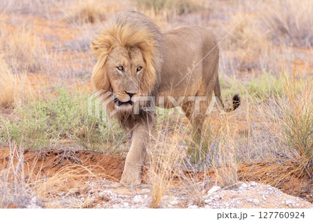 Lion in Kgalagadi National Park Lion in Kgalagadi National Park 127760924