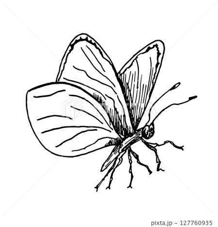 Delicate butterfly hand drawn black and white outline vector illustration. Painted Lady, Glasswing or Cabbage White butterflies line art sketch for subtle nature prints and minimalist wall decor. Delicate butterfly hand drawn black and white outline vector illustration. Painted Lady, Glasswing or Cabbage White butterflies line art sketch for subtle nature prints and minimalist wall decor. 127760935