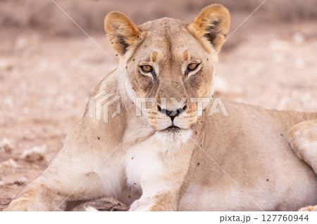 lioness in kgalagadi national park lioness in kgalagadi national park 127760944