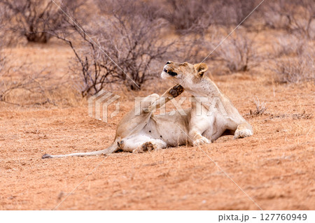 lioness in kgalagadi national park 127760949