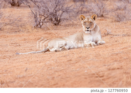 lioness in kgalagadi national park 127760950